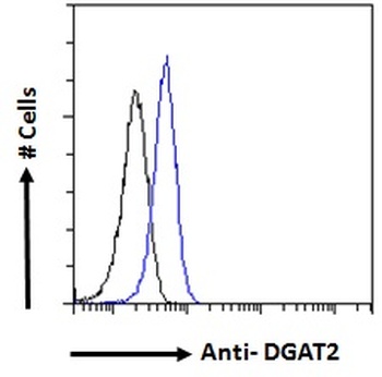 DGAT2 Antibody