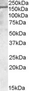 CXCR3 Antibody