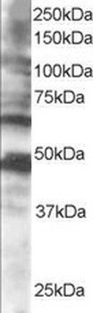 CPEB1 Antibody