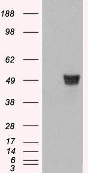 Coronin 1 Antibody