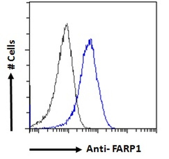 FARP1 Antibody