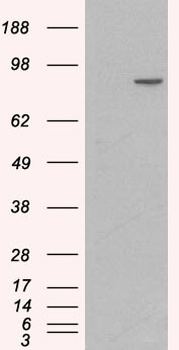 Catenin alpha 1 Antibody