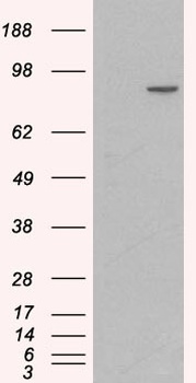 CTNNA1 Antibody