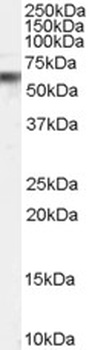 BCA2 Antibody