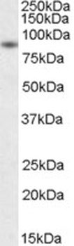 BAG3 Antibody