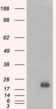 BAALC Antibody