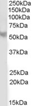 PPP2R5B Antibody