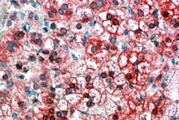 AXIN1 Antibody