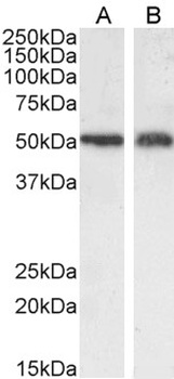 SLC7A11 Antibody