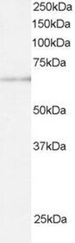 ARIH1 Antibody