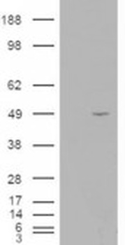 STRADB Antibody