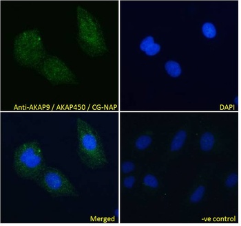 AKAP9 Antibody