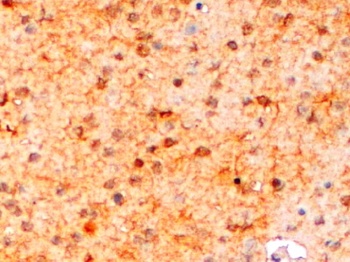 AIF1 Antibody