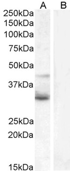 WNT4 Antibody