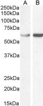 TCP1 Antibody