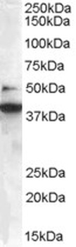 SH3GLB1 Antibody