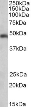 SEC61A1 Antibody