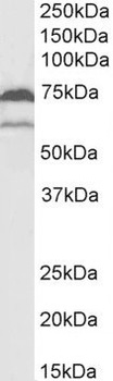 COX-1 Antibody