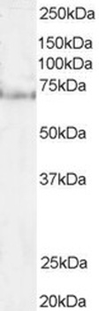 Pescadillo Antibody