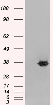 MORF4L2 Antibody