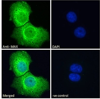 MAX Antibody