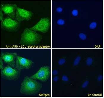 LDLRAP1 Antibody