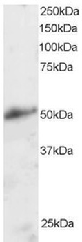 KLF8 Antibody