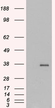 GDF15 Antibody