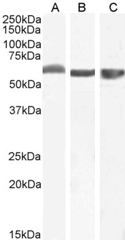 FTCD Antibody