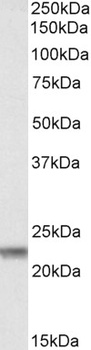 Claudin 14 Antibody