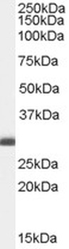 BCAP31 Antibody