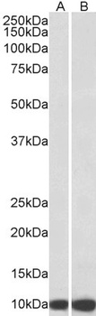 EGFL7 Antibody