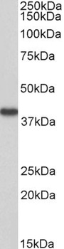 ORL1 / LOX1 / LOXIN Antibody