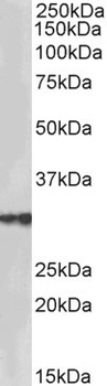 EXOG Antibody