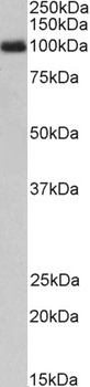 GNA12 Antibody