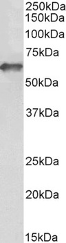 FCRL2 Antibody