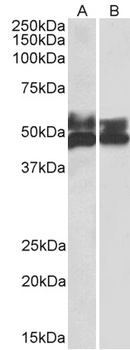 BMP1 Antibody