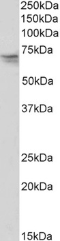 CXCR1 Antibody