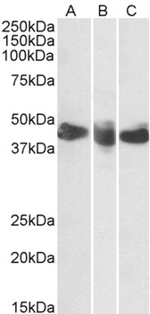 MSI2/musashi-2 Antibody