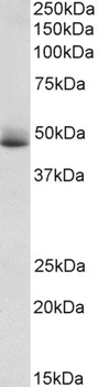 SCARB1 / SR-BI Antibody