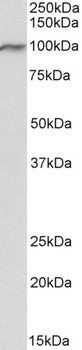 Ferd3l Antibody