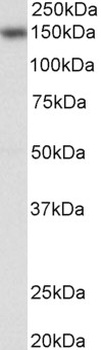 VPS16 Antibody