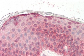HS3ST1 Antibody
