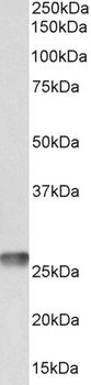 OAS2 Antibody