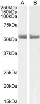 WASP Antibody