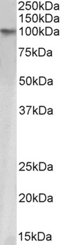 CutA protein Antibody