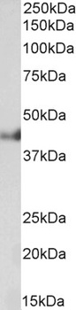 Thrombospondin Antibody