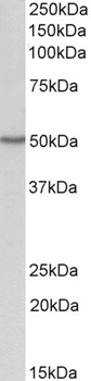 proteinase 3 / myeloblastin Antibody
