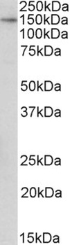 SPO11 Antibody