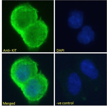 Cone-rod homeobox Antibody